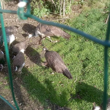 Coin Zen Bed & Breakfast